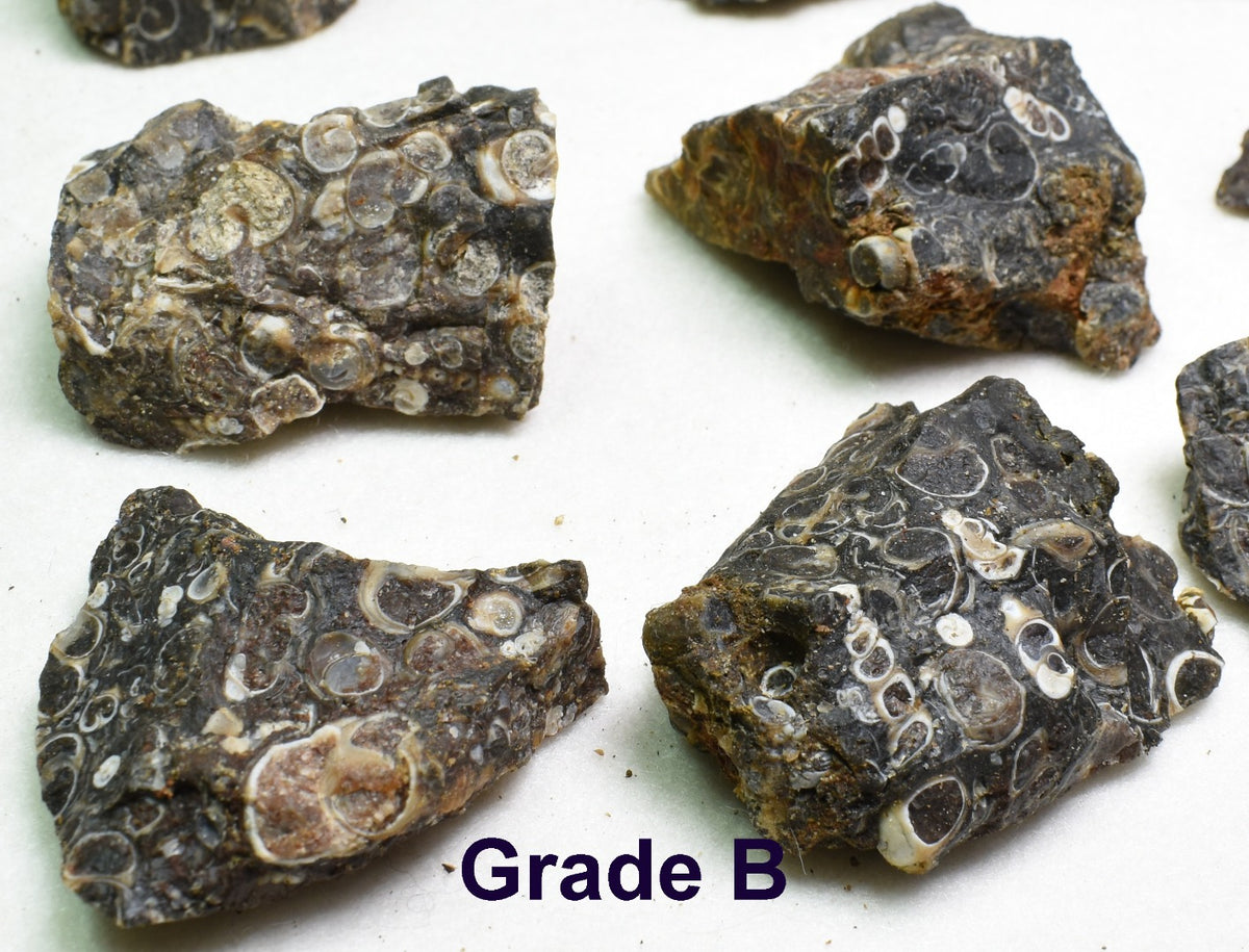 Turritella Agate Rough, Raw Fossil Specimen from Wyoming, USA - 2 Options