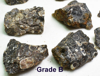 Turritella Agate Rough, Raw Fossil Specimen from Wyoming, USA - 2 Options