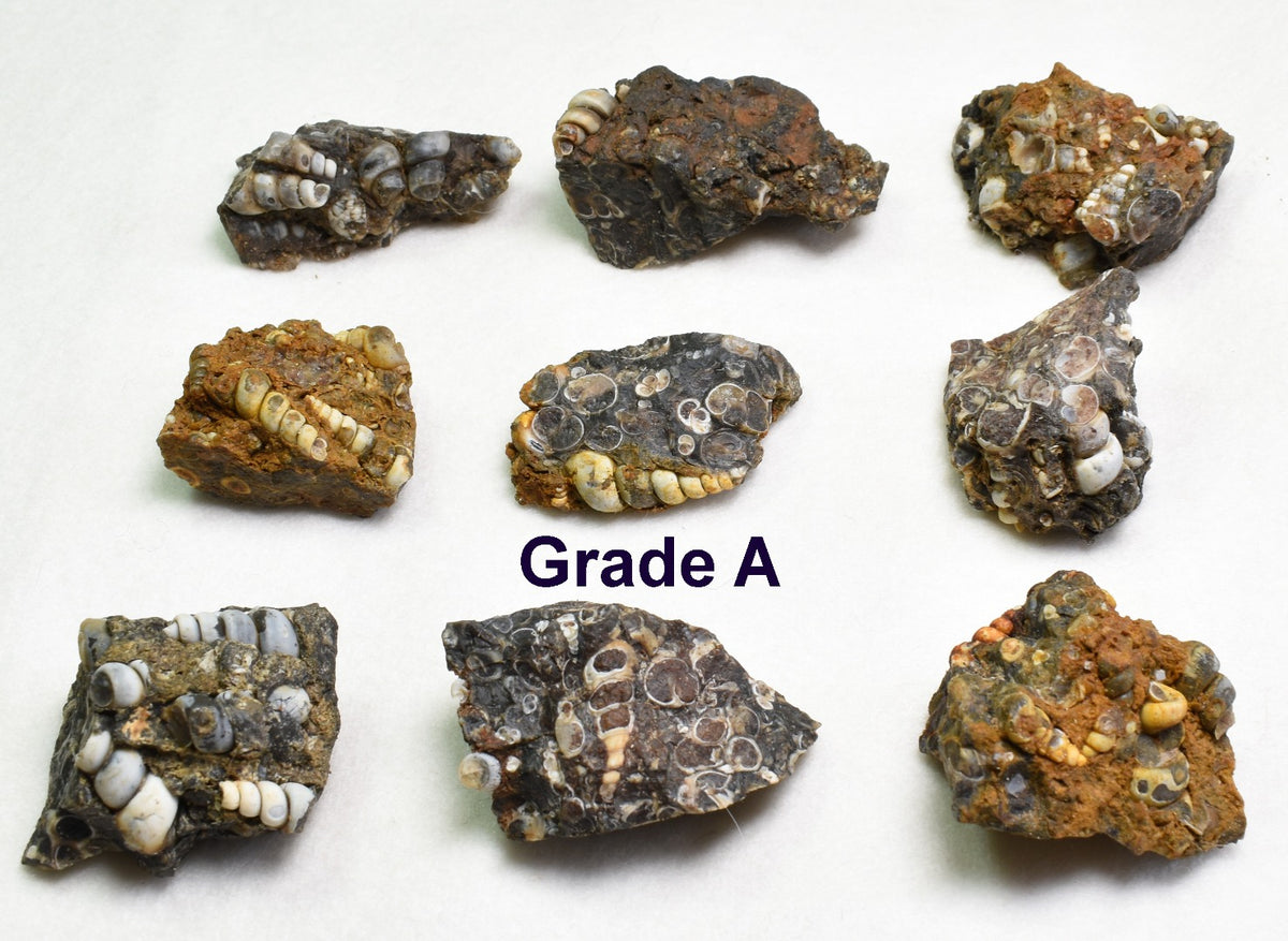 Turritella Agate Rough, Raw Fossil Specimen from Wyoming, USA - 2 Options