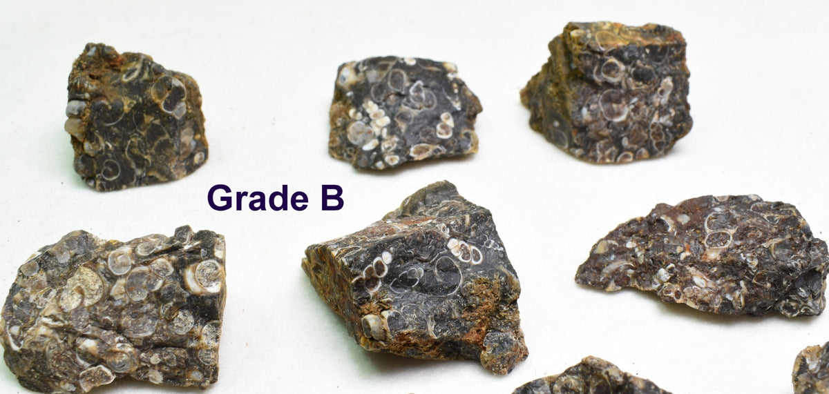 Turritella Agate Rough, Raw Fossil Specimen from Wyoming, USA - 2 Options