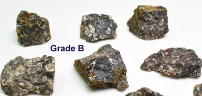 Turritella Agate Rough, Raw Fossil Specimen from Wyoming, USA - 2 Options
