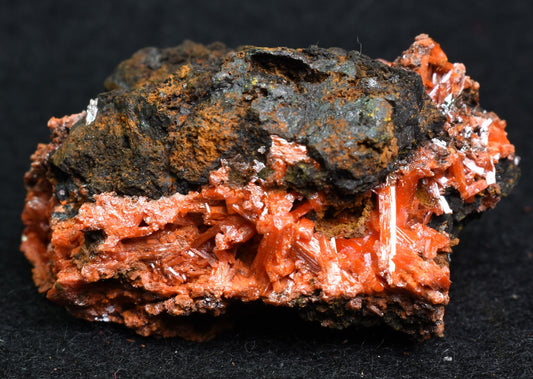 Crocoite Rare Mineral, from Red Lead Mine, Tasmania, Australia - 50 grams - 4.5cm #18