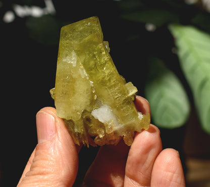 Brazilianite Crystal Cluster with Albite & Muscovite - from Linopolis, Minas Gerais, Brazil, museum quality, 50g