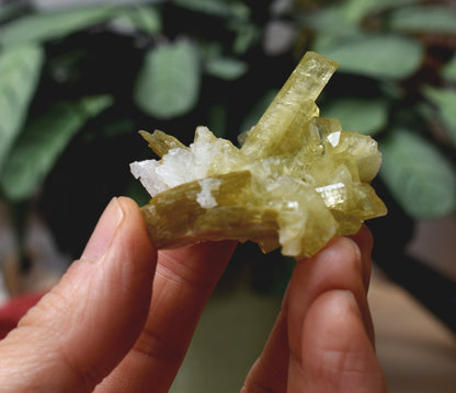 Brazilianite Crystal Cluster with Albite & Muscovite - from Linopolis, Minas Gerais, Brazil, museum quality, 35g