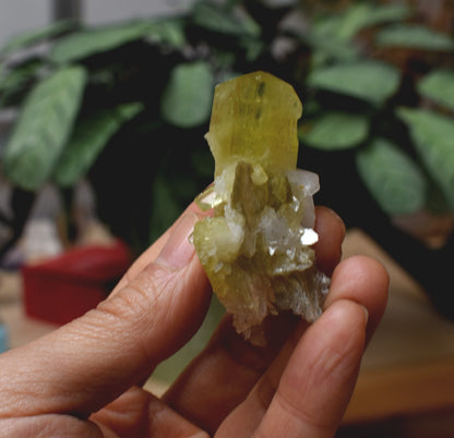 Brazilianite Crystal Cluster with Albite & Muscovite - from Linopolis, Minas Gerais, Brazil, museum quality, 42g