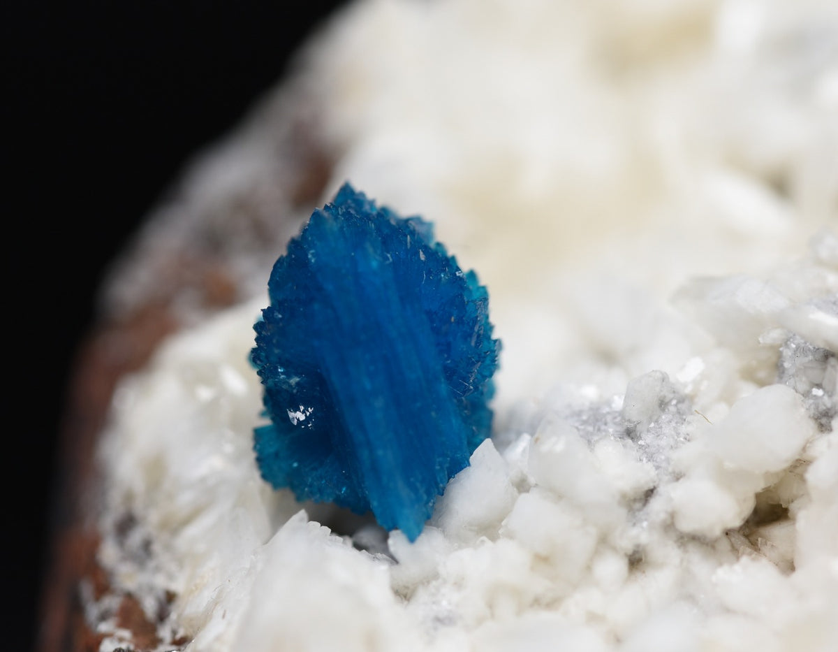 Rare Cavansite Cluster with Stilbite On Matrix from Wagholi, Pune, India - 105 grams