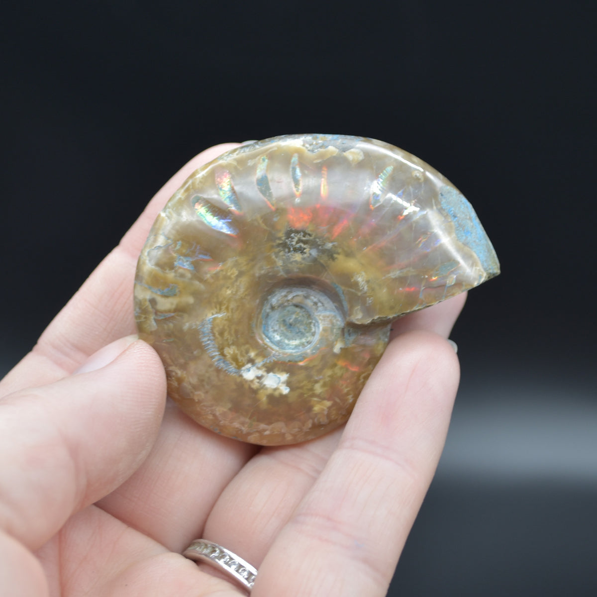 Red Fire Iridescent Ammonite Cleoniceras Fossil from Madagascar -5.2cm