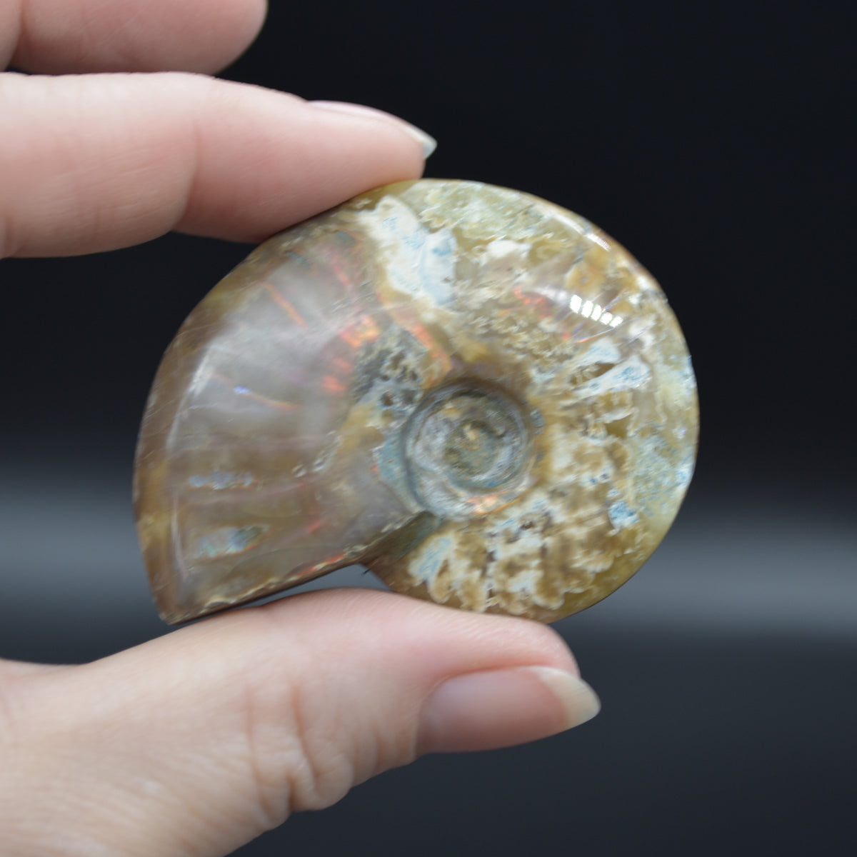 Red Fire Iridescent Ammonite Cleoniceras Fossil from Madagascar -5.2cm