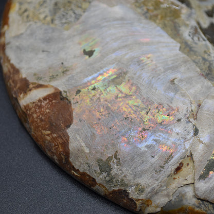 Large Brown Ammonite Cleoniceras Fossil Cut Slice from Madagascar - 14.7cm - 428 grams