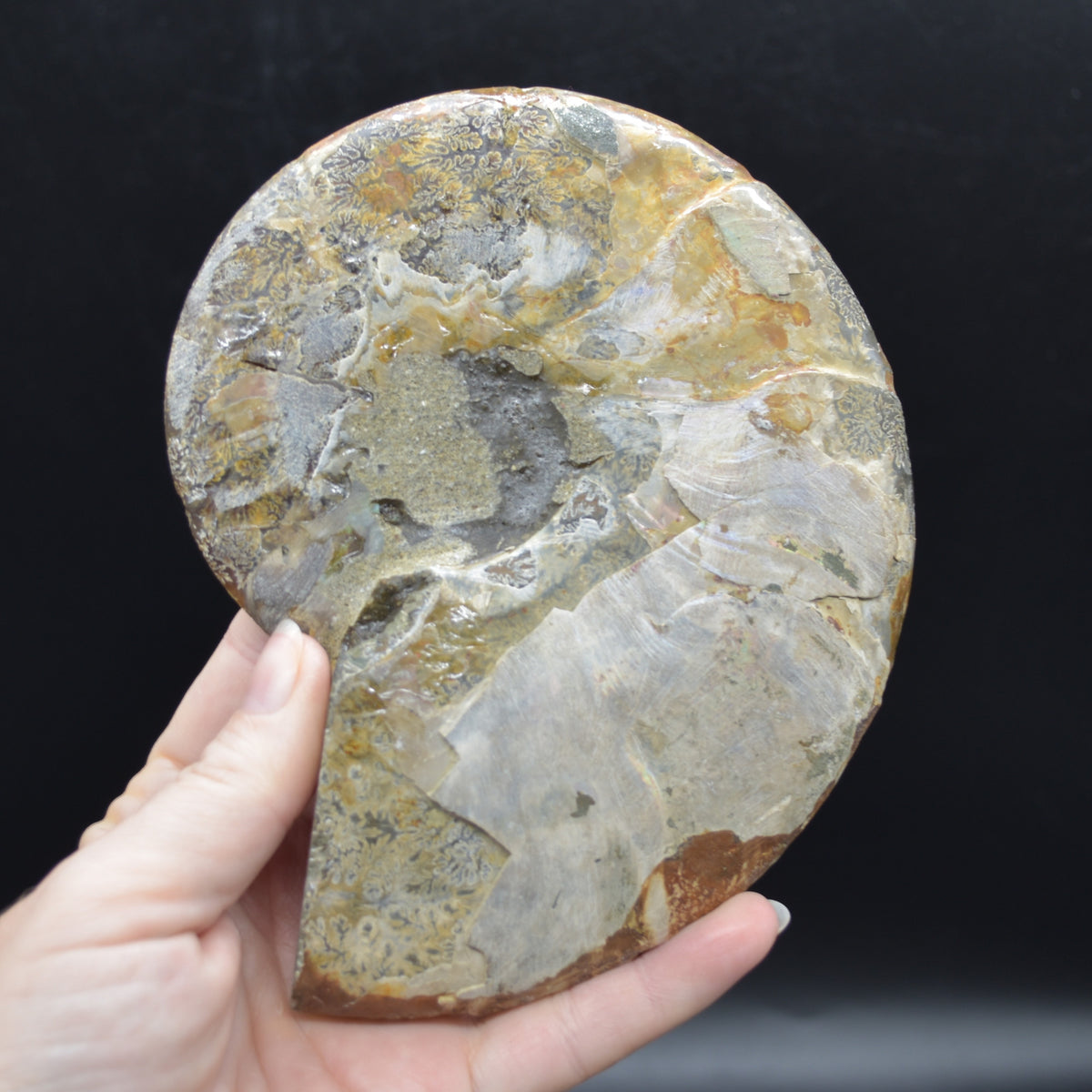 Large Brown Ammonite Cleoniceras Fossil Cut Slice from Madagascar - 14.7cm - 428 grams
