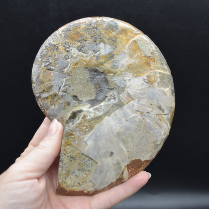 Large Brown Ammonite Cleoniceras Fossil Cut Slice from Madagascar - 14.7cm - 428 grams