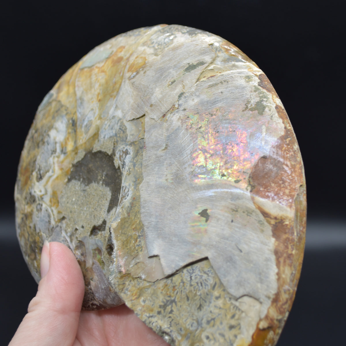 Large Brown Ammonite Cleoniceras Fossil Cut Slice from Madagascar - 14.7cm - 428 grams