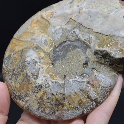Large Brown Ammonite Cleoniceras Fossil Cut Slice from Madagascar - 14.7cm - 428 grams