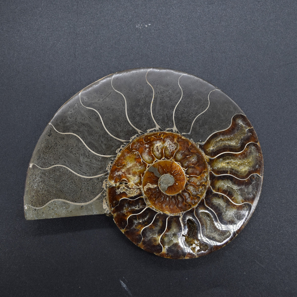 Large Brown Ammonite Cleoniceras Fossil Cut Slice from Madagascar - 14.7cm - 428 grams