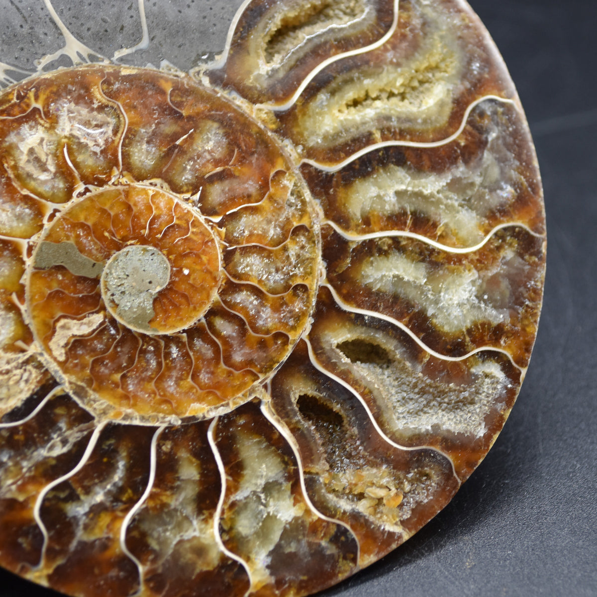 Large Brown Ammonite Cleoniceras Fossil Cut Slice from Madagascar - 14.7cm - 428 grams