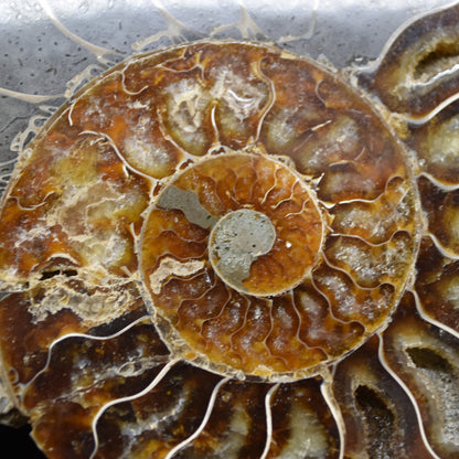 Large Brown Ammonite Cleoniceras Fossil Cut Slice from Madagascar - 14.7cm - 428 grams