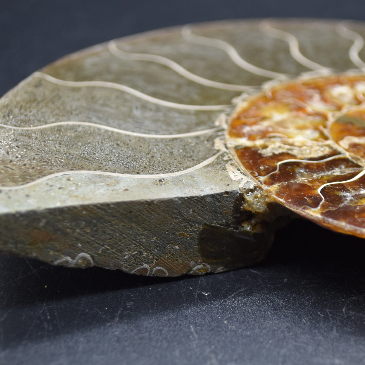 Large Brown Ammonite Cleoniceras Fossil Cut Slice from Madagascar - 14.7cm - 428 grams