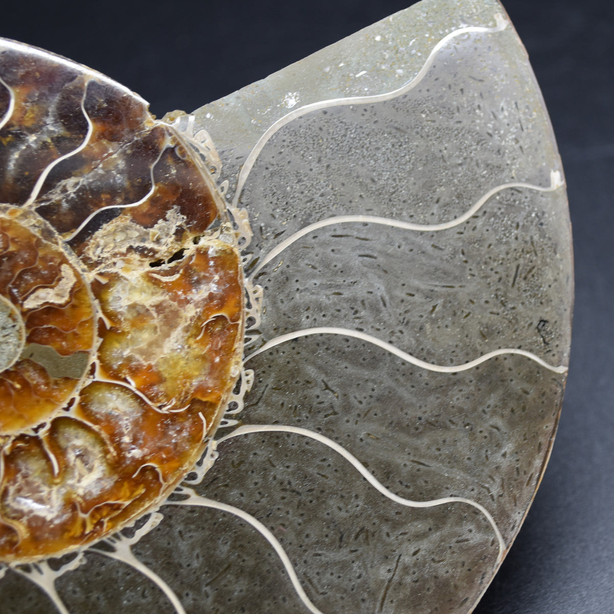 Large Brown Ammonite Cleoniceras Fossil Cut Slice from Madagascar - 14.7cm - 428 grams