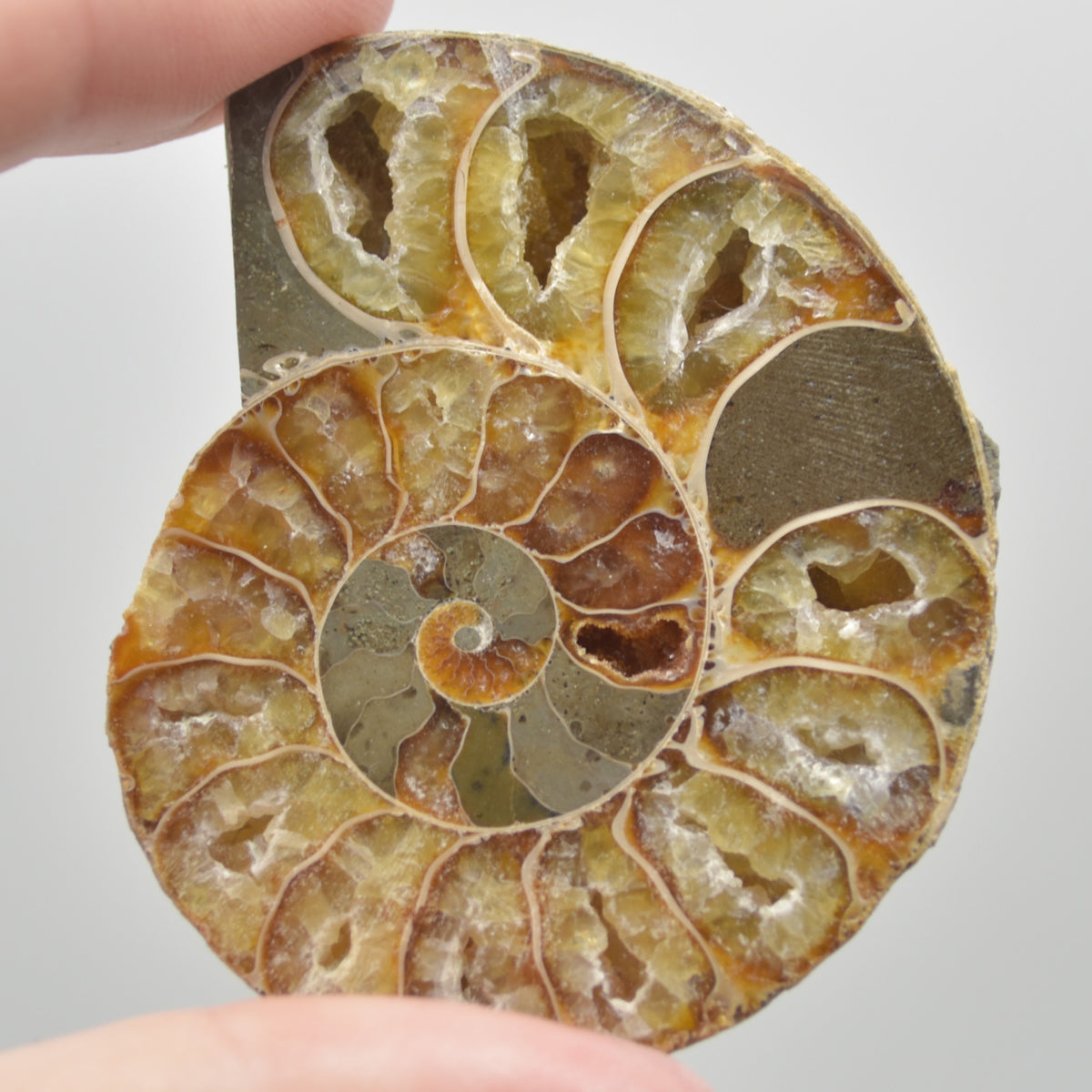 A Pair of Ammonite Fossil Slices - Gift Set - 1 Pair