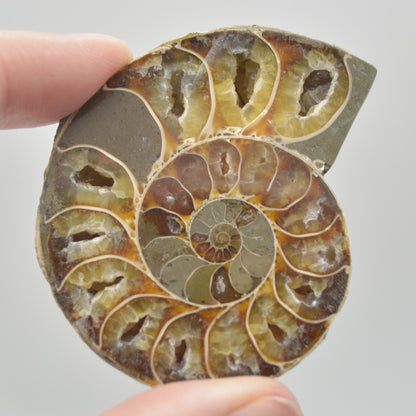 A Pair of Ammonite Fossil Slices - Gift Set - 1 Pair