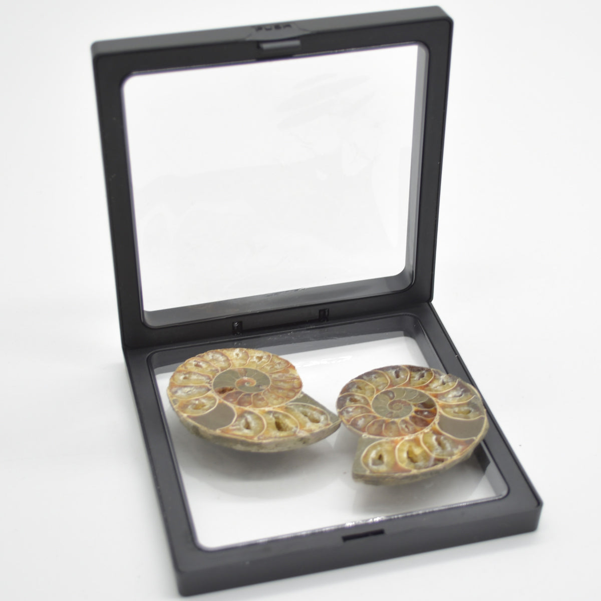 A Pair of Ammonite Fossil Slices - Gift Set - 1 Pair