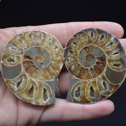 A Pair of Ammonite Fossil Slices - Gift Set - 1 Pair
