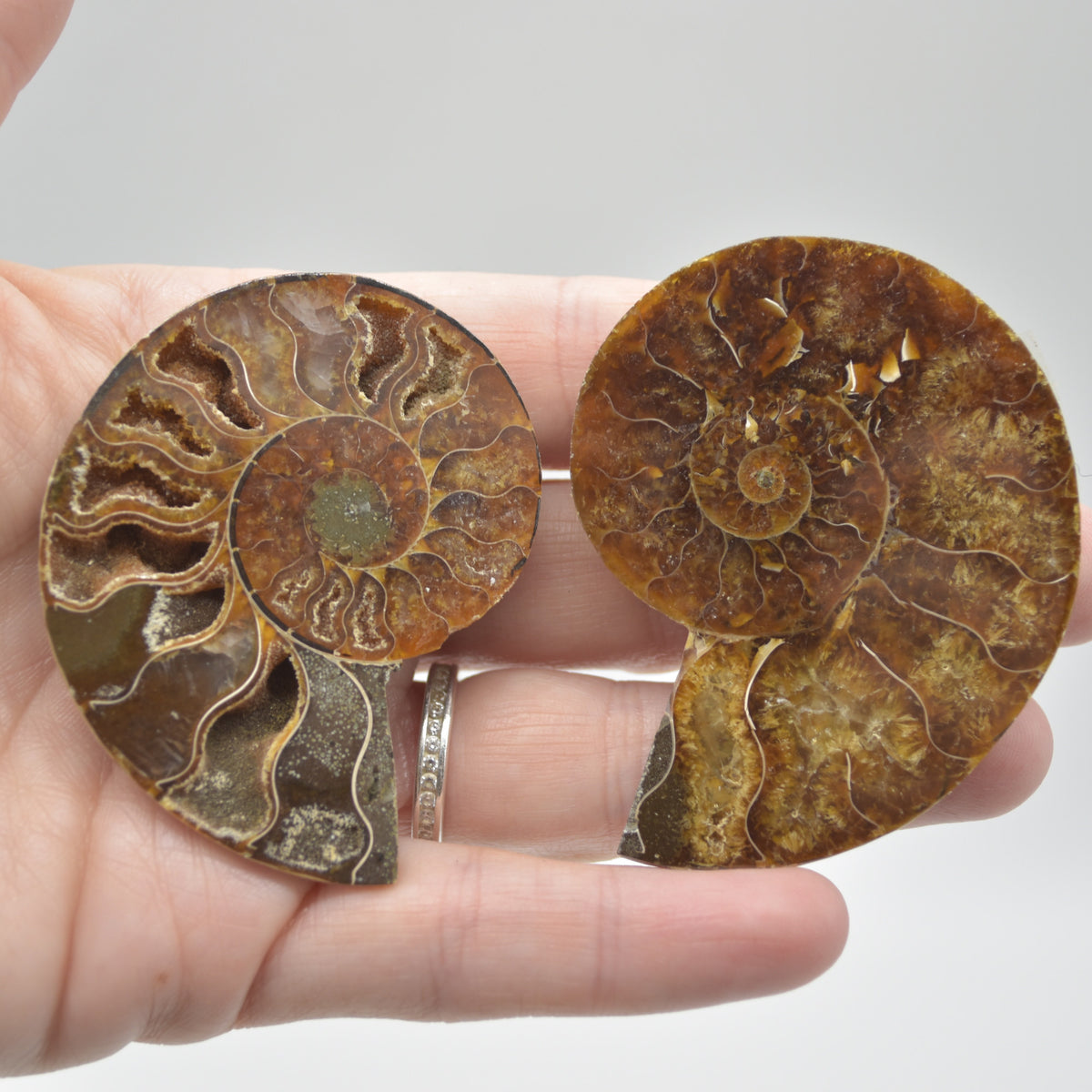 A Pair of Ammonite Fossil Slices - Gift Set - 1 Pair