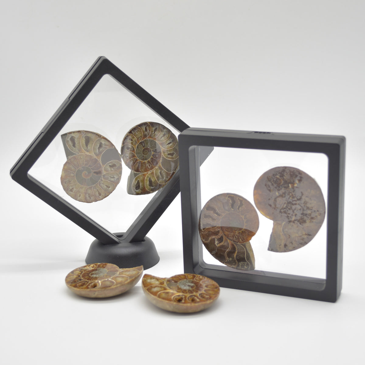 A Pair of Ammonite Fossil Slices - Gift Set - 1 Pair