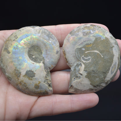 A Pair of Ammonite Fossil Slices - Gift Set - 1 Pair