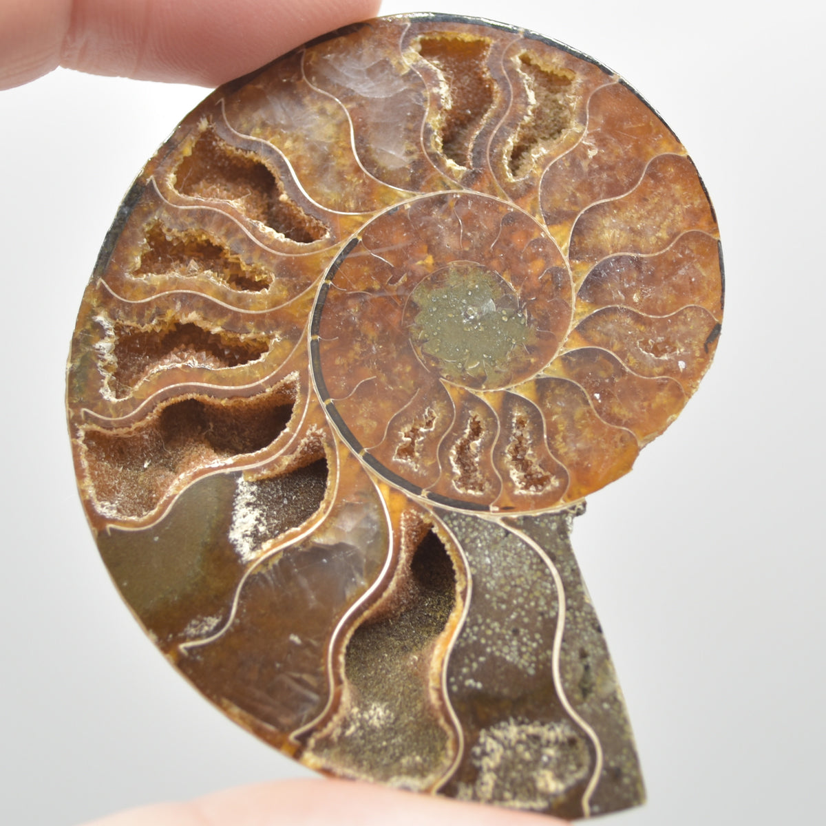 A Pair of Ammonite Fossil Slices - Gift Set - 1 Pair