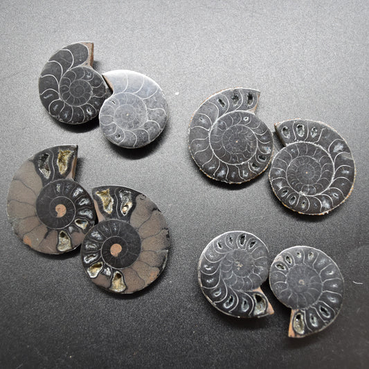 1 Pair Black Ammonite Cleoniceras Fossil cut Slices from Madagascar - 6 Sizes