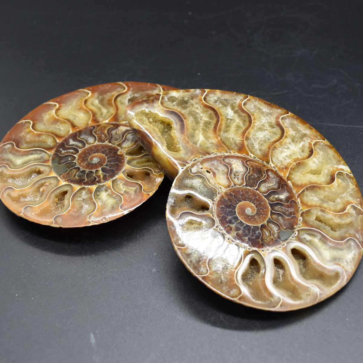 Pair of Large Brown Ammonite Cleoniceras Fossil Cut Slice from Madagascar - 14cm - 641 grams