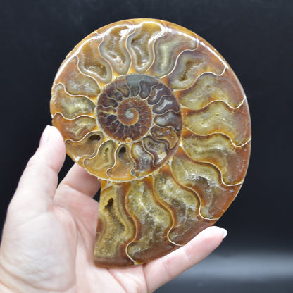 Pair of Large Brown Ammonite Cleoniceras Fossil Cut Slice from Madagascar - 14cm - 641 grams