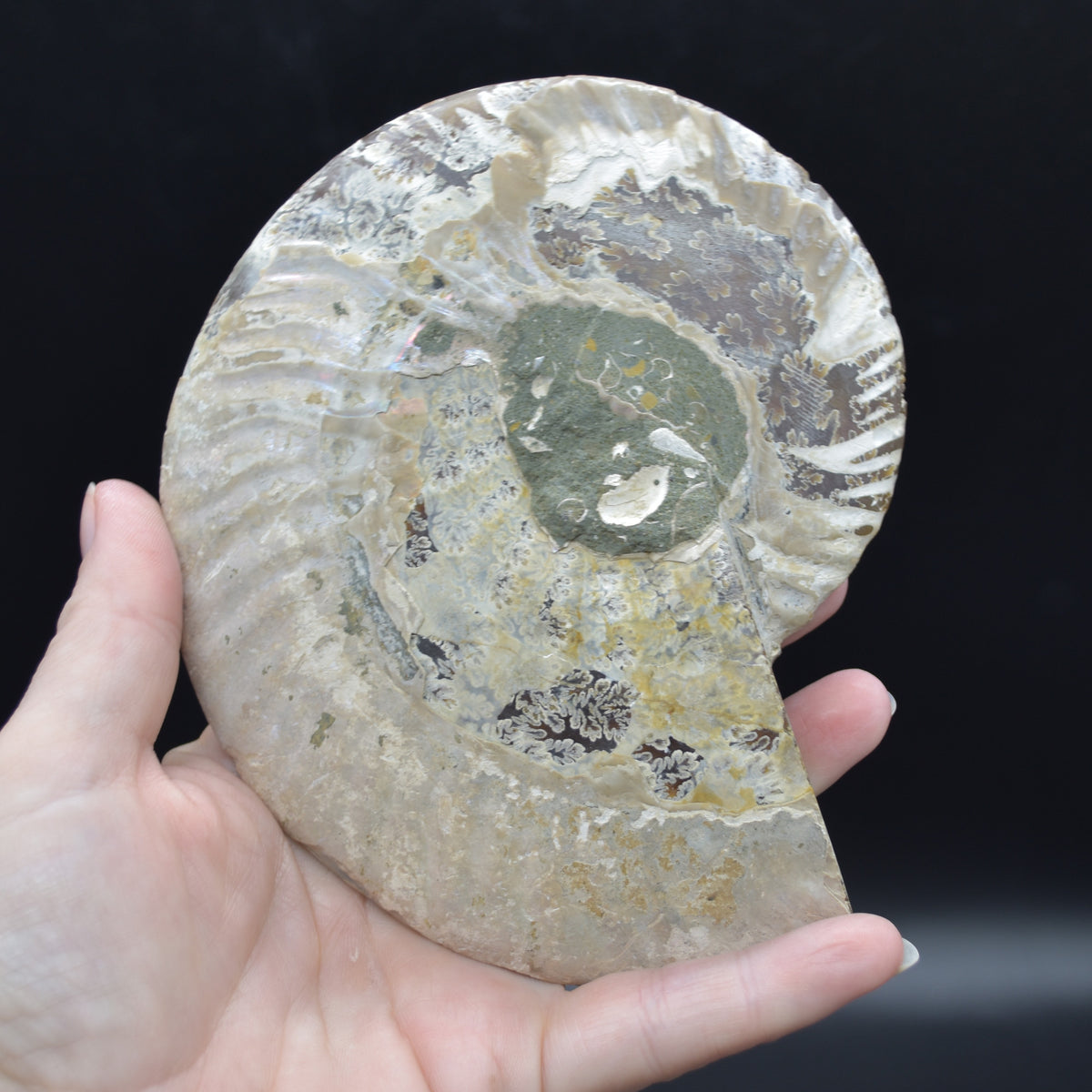 Pair of Large Brown Ammonite Cleoniceras Fossil Cut Slice from Madagascar - 14cm - 641 grams