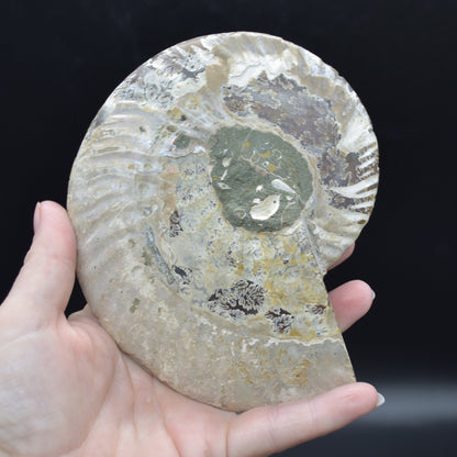 Pair of Large Brown Ammonite Cleoniceras Fossil Cut Slice from Madagascar - 14cm - 641 grams