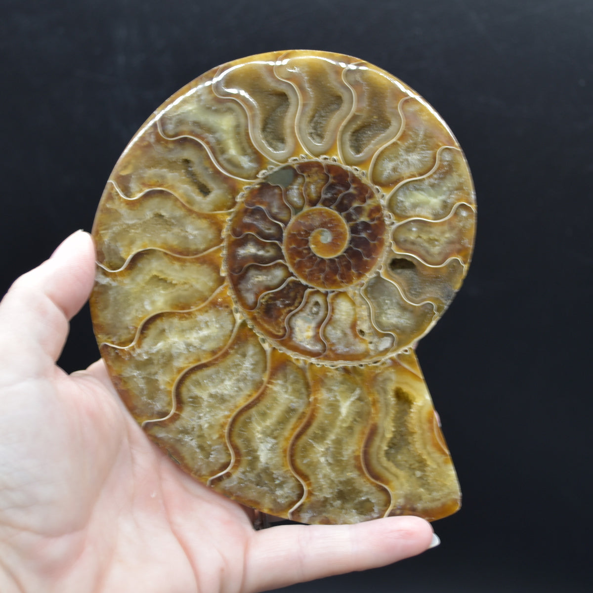 Pair of Large Brown Ammonite Cleoniceras Fossil Cut Slice from Madagascar - 14cm - 641 grams