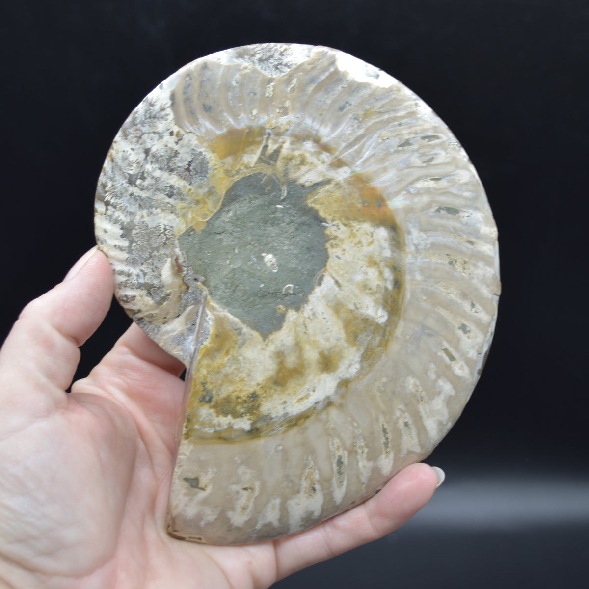 Pair of Large Brown Ammonite Cleoniceras Fossil Cut Slice from Madagascar - 14cm - 641 grams