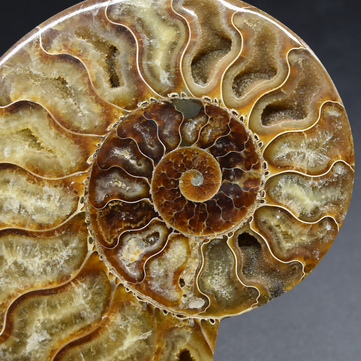 Pair of Large Brown Ammonite Cleoniceras Fossil Cut Slice from Madagascar - 14cm - 641 grams