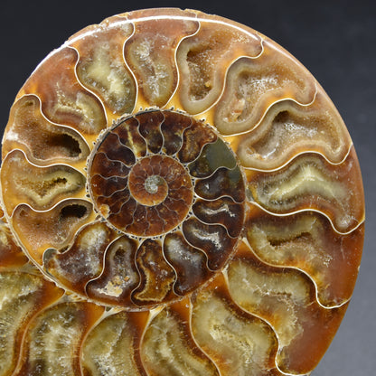 Pair of Large Brown Ammonite Cleoniceras Fossil Cut Slice from Madagascar - 14cm - 641 grams