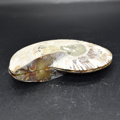 Pair of Large Brown Ammonite Cleoniceras Fossil Cut Slice from Madagascar - 14cm - 641 grams