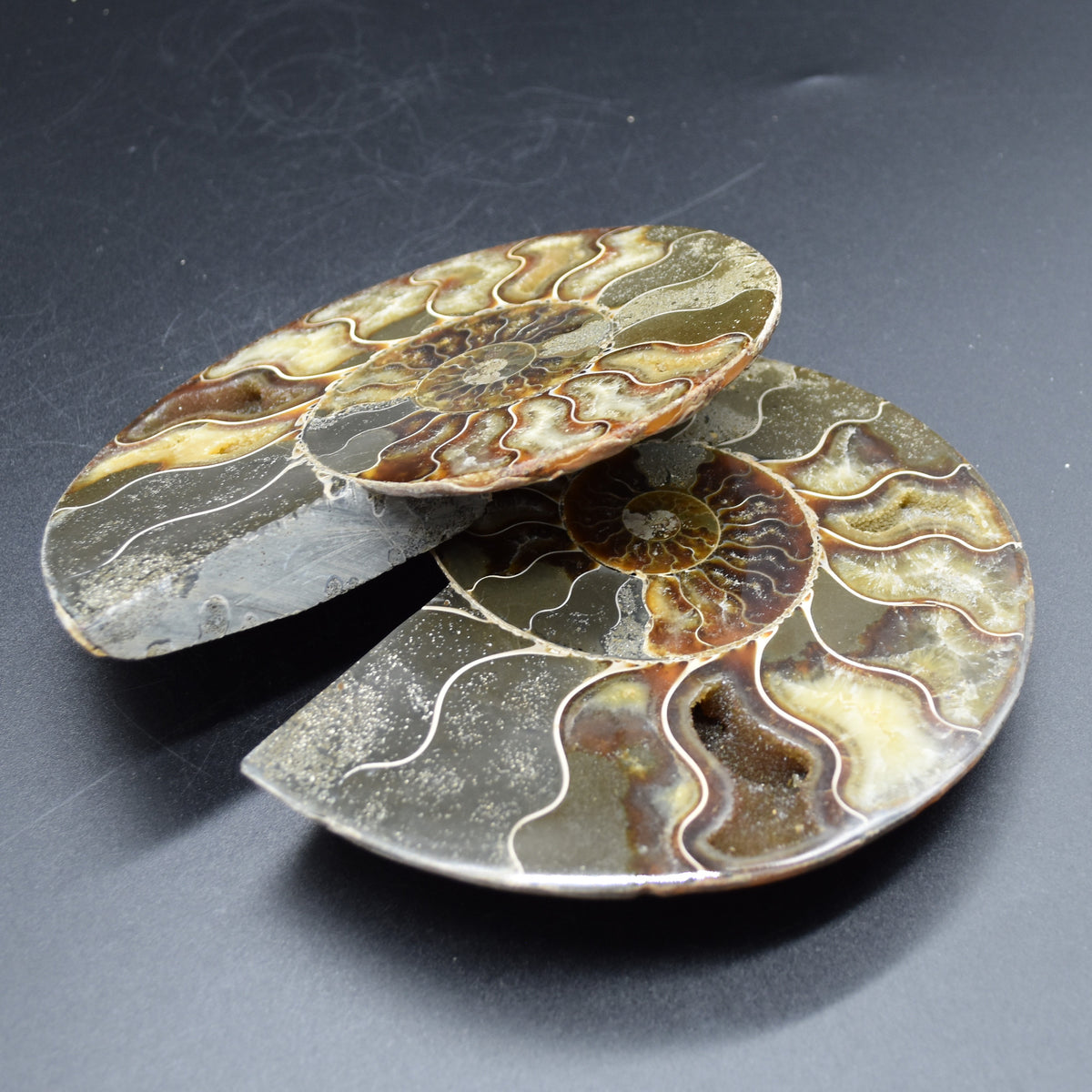 Pair of Large Brown Ammonite Cleoniceras Fossil Cut Slice from Madagascar - 15cm - 862 grams