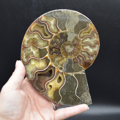 Pair of Large Brown Ammonite Cleoniceras Fossil Cut Slice from Madagascar - 15cm - 862 grams