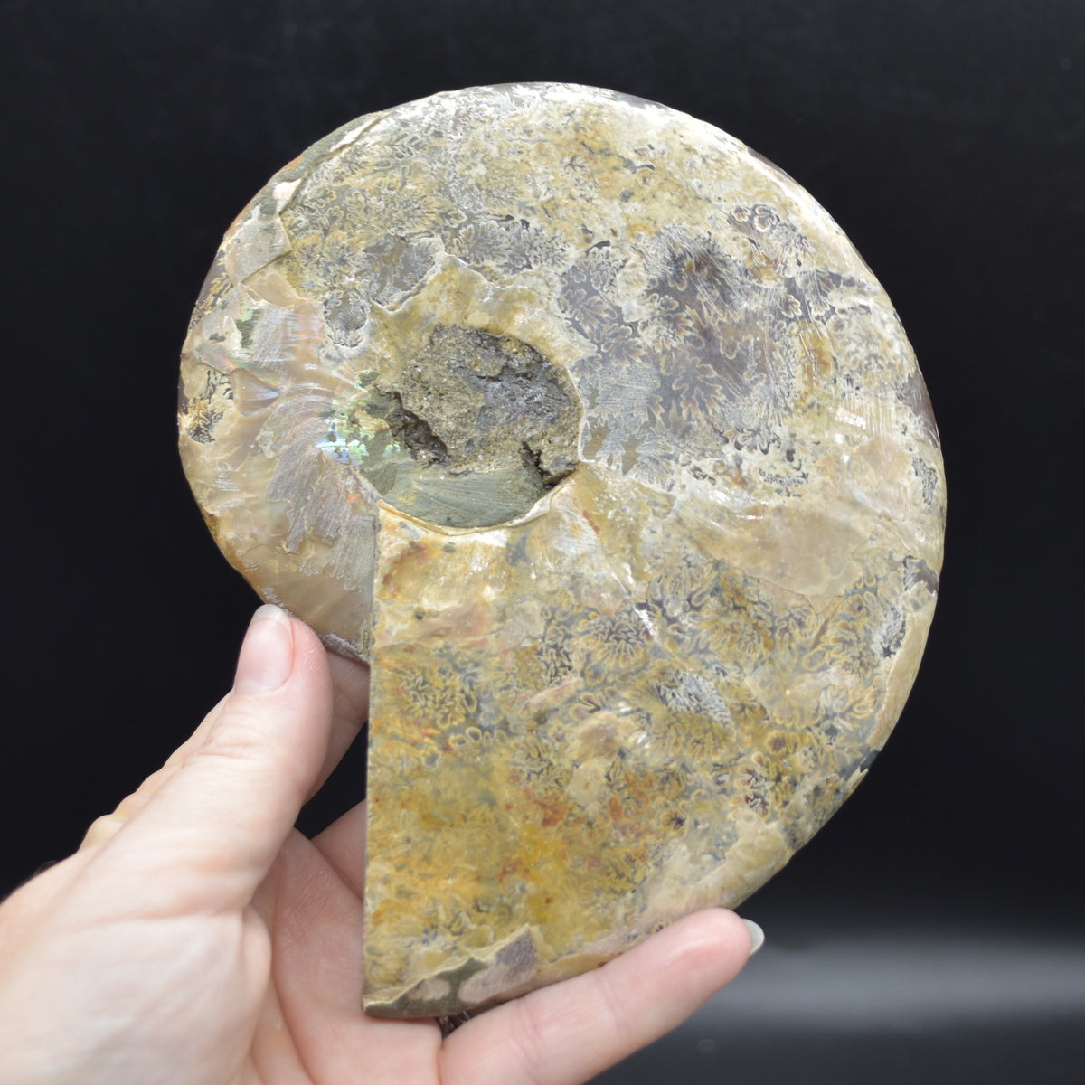 Pair of Large Brown Ammonite Cleoniceras Fossil Cut Slice from Madagascar - 15cm - 862 grams