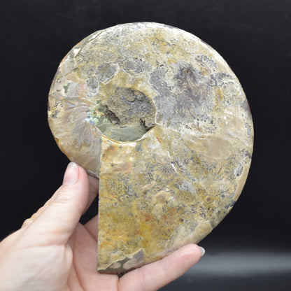 Pair of Large Brown Ammonite Cleoniceras Fossil Cut Slice from Madagascar - 15cm - 862 grams