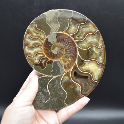 Pair of Large Brown Ammonite Cleoniceras Fossil Cut Slice from Madagascar - 15cm - 862 grams