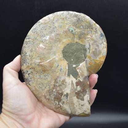Pair of Large Brown Ammonite Cleoniceras Fossil Cut Slice from Madagascar - 15cm - 862 grams
