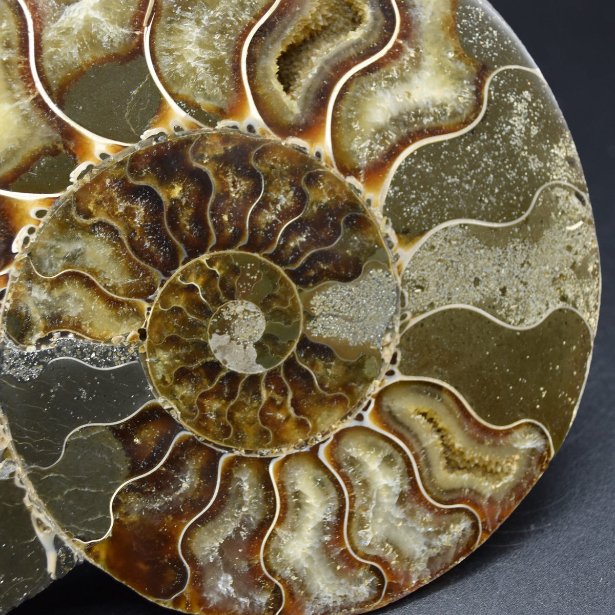 Pair of Large Brown Ammonite Cleoniceras Fossil Cut Slice from Madagascar - 15cm - 862 grams