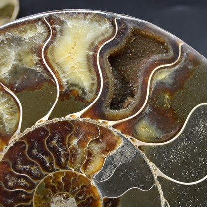 Pair of Large Brown Ammonite Cleoniceras Fossil Cut Slice from Madagascar - 15cm - 862 grams
