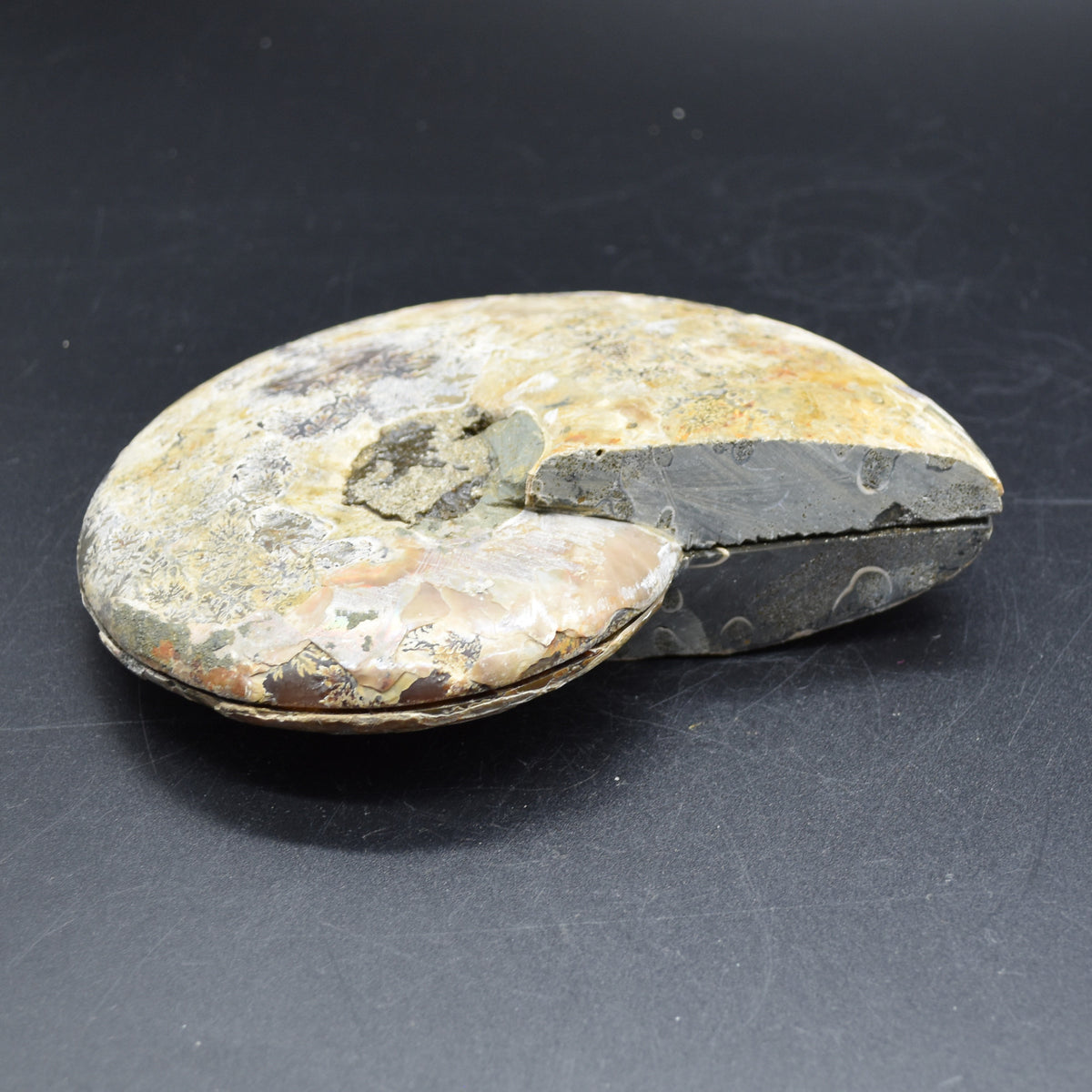 Pair of Large Brown Ammonite Cleoniceras Fossil Cut Slice from Madagascar - 15cm - 862 grams