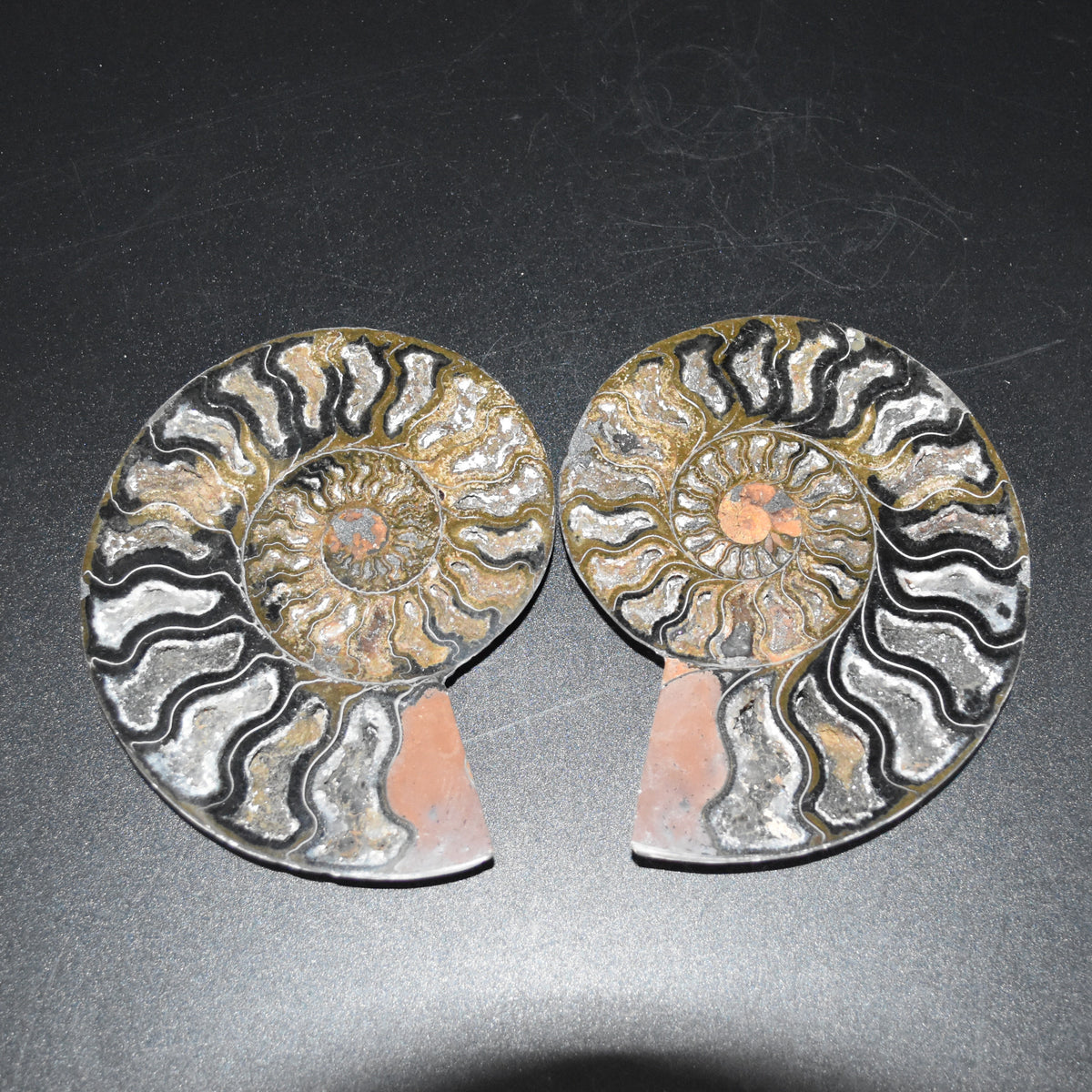 Pair of Large Black Ammonite Cleoniceras Fossil Cut Slice from Madagascar - 14cm - 570 grams